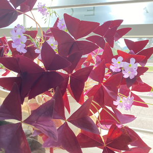 Oxalis triangularis #7