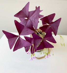 Oxalis triangularis #1