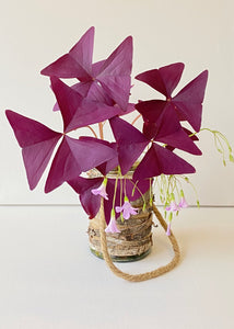 Oxalis triangularis #1