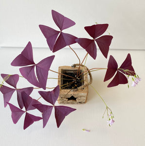 Oxalis triangularis #3