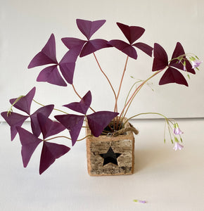 Oxalis triangularis #3