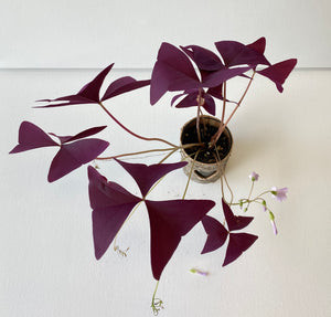 Oxalis triangularis #5