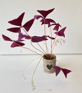 Oxalis triangularis #5