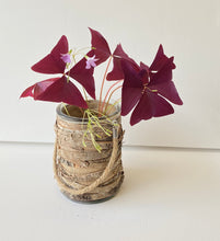 Load image into Gallery viewer, Oxalis triangularis #6
