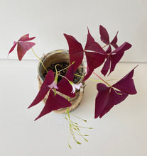 Load image into Gallery viewer, Oxalis triangularis #6
