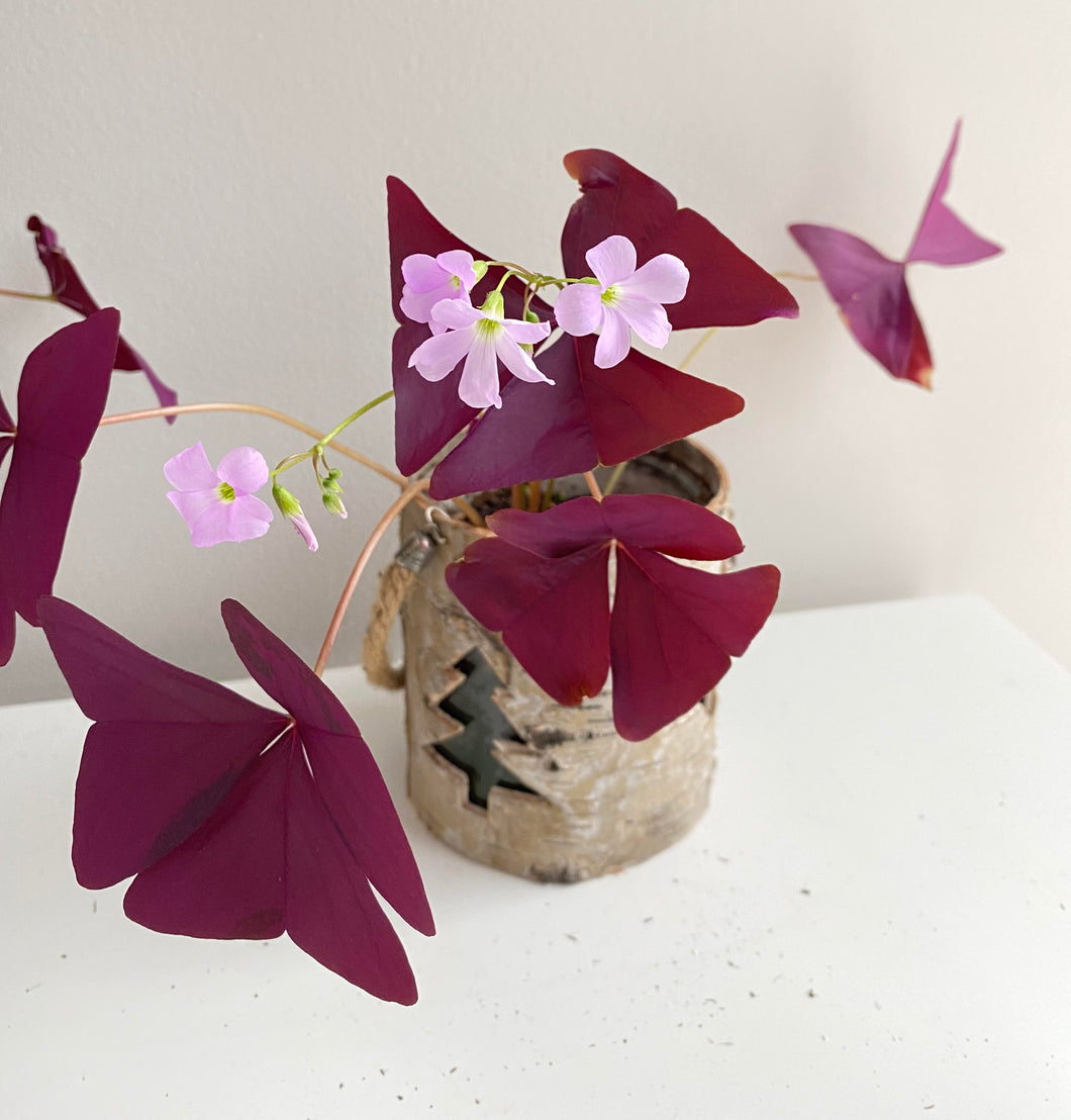 Oxalis triangularis #2