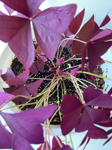 Oxalis triangularis #3