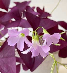 Oxalis triangularis #9