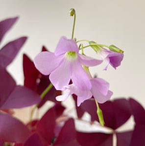 Oxalis triangularis #2