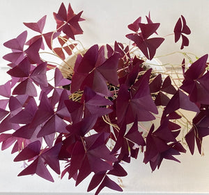 Copy of Oxalis triangularis #10