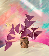 Load image into Gallery viewer, Oxalis triangularis #9
