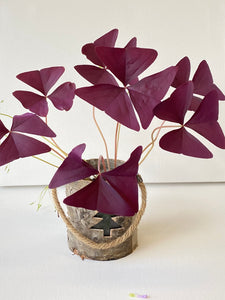 Oxalis triangularis #2