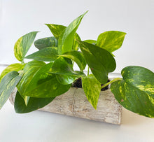 Load image into Gallery viewer, Epipremnum Aureum
